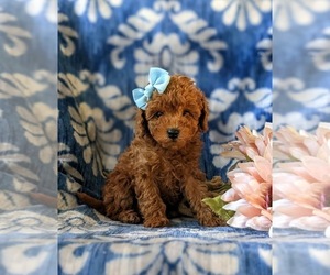 Poodle (Toy) Puppy for sale in KIRKWOOD, PA, USA