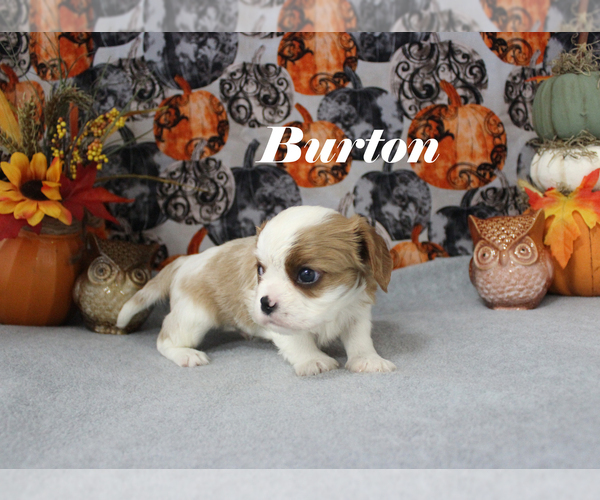 Medium Photo #13 Cavalier King Charles Spaniel Puppy For Sale in CHANUTE, KS, USA