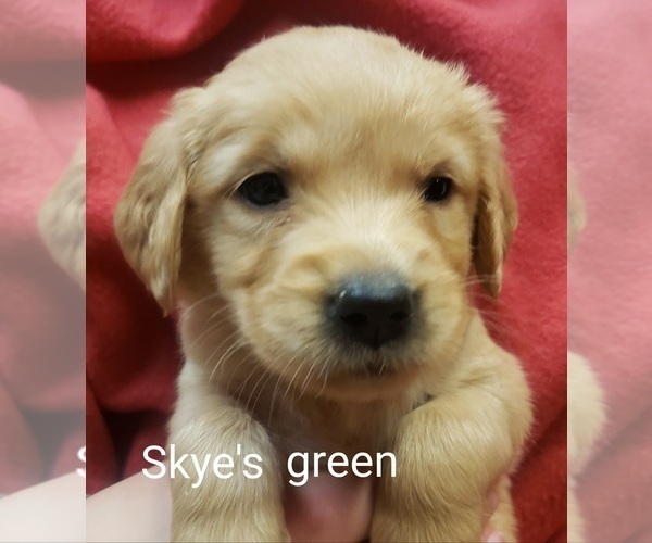 Medium Photo #2 Golden Retriever Puppy For Sale in PARMA, ID, USA