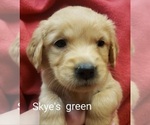 Small Photo #2 Golden Retriever Puppy For Sale in PARMA, ID, USA