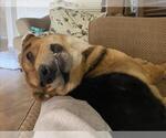 Small German Shepherd Dog Mix