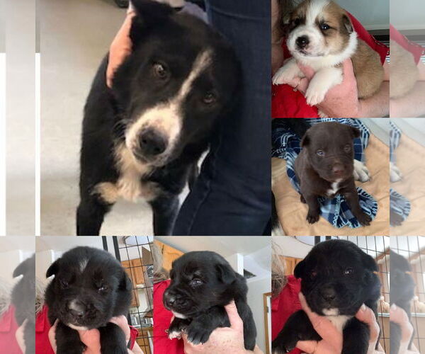 Medium Photo #14 Border Collie-Unknown Mix Puppy For Sale in Sandy, UT, USA
