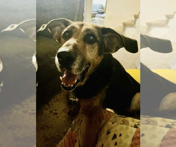 Medium Photo #4 German Shepherd Dog-Unknown Mix Puppy For Sale in Rustburg, VA, USA