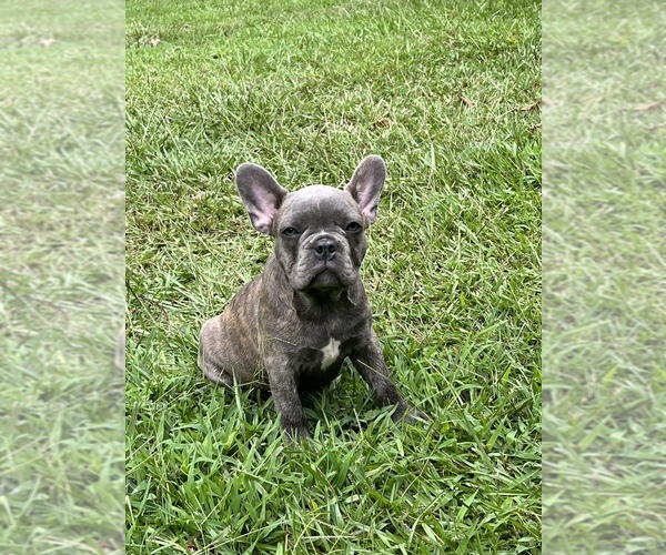 Medium Photo #1 French Bulldog Puppy For Sale in TALLAPOOSA, GA, USA
