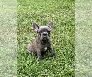 French Bulldog Puppy for sale in TALLAPOOSA, GA, USA