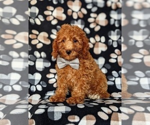Cavapoo Puppy for sale in NOTTINGHAM, PA, USA