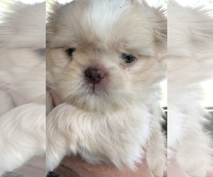 Shih Tzu Puppy for sale in MILTON, FL, USA