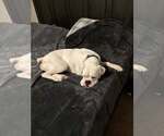 Small #3 Boxer