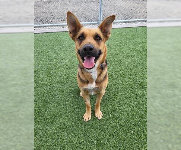 Medium Photo #1 German Shepherd Dog-Unknown Mix Puppy For Sale in Lathrop, CA, USA