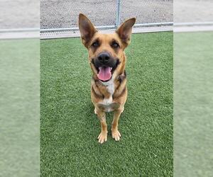 German Shepherd Dog-Unknown Mix Dogs for adoption in Lathrop, CA, USA
