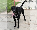 Small #3 Labrador Retriever Mix
