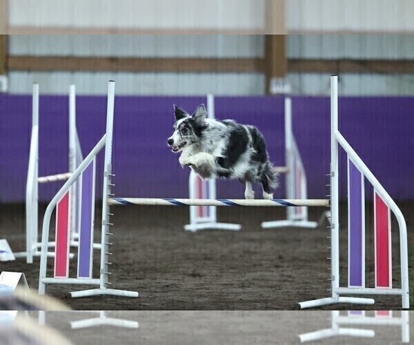 Medium Photo #8 Border Collie Puppy For Sale in MOSIER, OR, USA