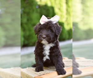 Portuguese Water Dog Puppy for sale in MILLERSBURG, OH, USA