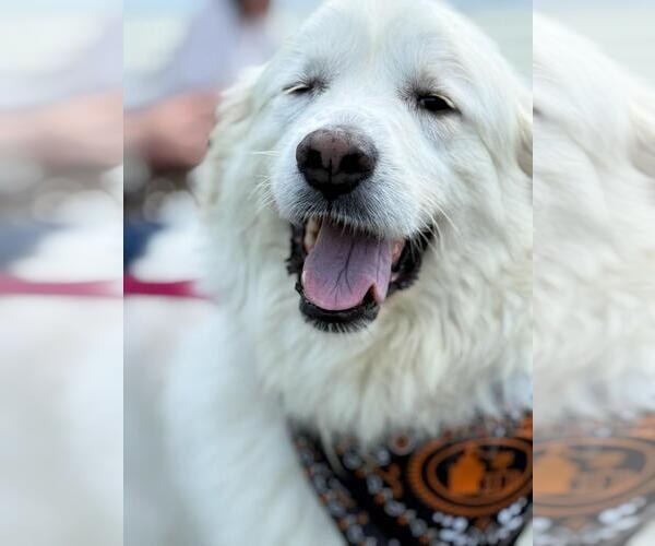 Medium Photo #1 Great Pyrenees Puppy For Sale in Croydon, NH, USA