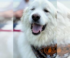 Great Pyrenees Dogs for adoption in Croydon, NH, USA