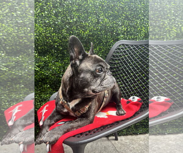 Medium Photo #5 French Bulldog Puppy For Sale in St. Louis Park, MN, USA