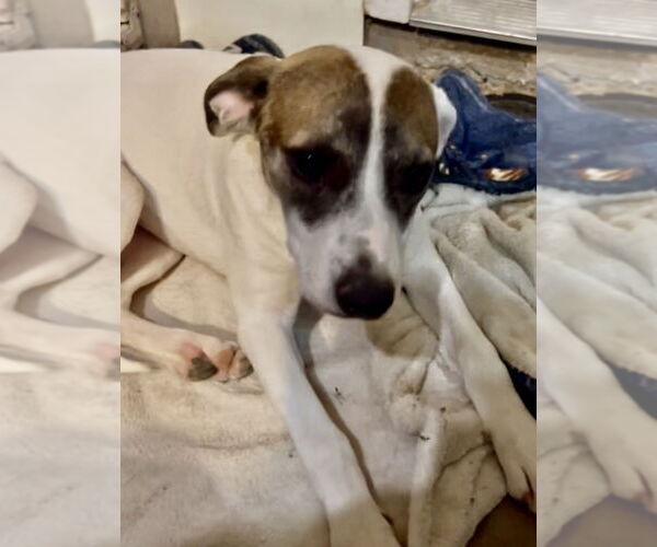 Medium Photo #4 Mountain Cur-Whippet Mix Puppy For Sale in San Diego, CA, USA