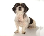 Small #1 Shih Tzu