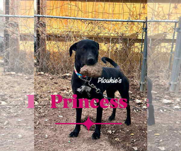 Medium Photo #2 Labrador Retriever-Unknown Mix Puppy For Sale in NEWPORT NH, NH, USA