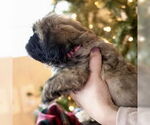 Small #1 Shih Tzu