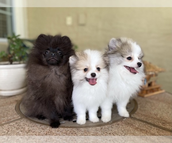 Medium Photo #9 Pomeranian Puppy For Sale in WINDERMERE, FL, USA