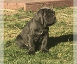 Small Photo #27 Neapolitan Mastiff Puppy For Sale in BRISTOW, VA, USA