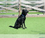 Small #5 Labrador Retriever Mix