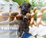 Small Photo #10 German Shepherd Dog Puppy For Sale in KANSAS CITY, MO, USA