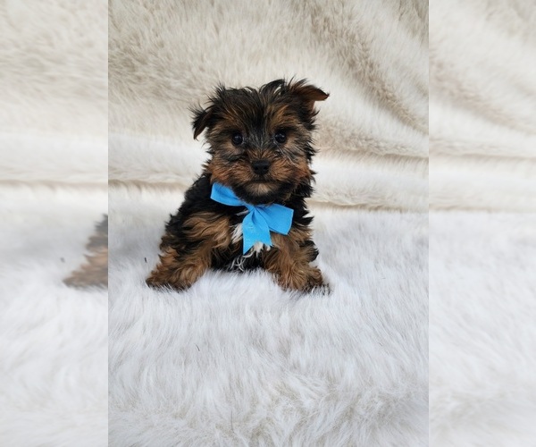 Medium Photo #2 Yorkshire Terrier Puppy For Sale in INDIANAPOLIS, IN, USA
