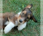 Small #4 Cadoodle