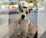 Small #2 Great Pyrenees Mix
