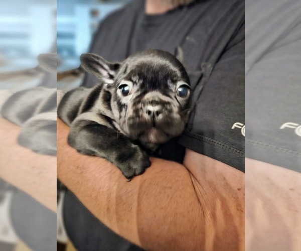 Medium Photo #11 French Bulldog Puppy For Sale in VERSAILLES, IN, USA