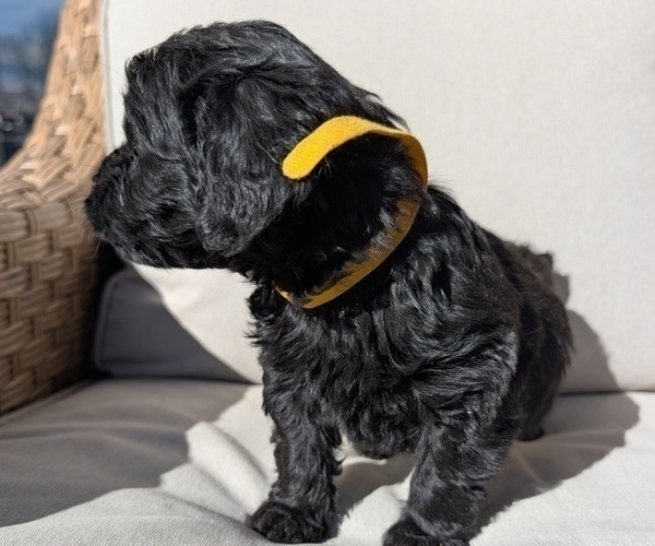 Medium Photo #9 Boykin Spaniel-Goldendoodle Mix Puppy For Sale in MORGANTON, NC, USA