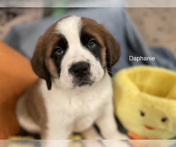 Medium Photo #3 Saint Bernard Puppy For Sale in SAVANNAH, MO, USA