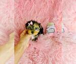Small #4 Yorkshire Terrier
