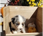 Small Photo #15 Australian Shepherd Puppy For Sale in RUSSELL, IA, USA