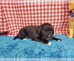 Small #9 Golden Mountain Dog