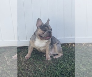 Father of the French Bulldog puppies born on 03/16/2026