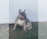 Small Photo #1 French Bulldog Puppy For Sale in CINCINNATI, OH, USA