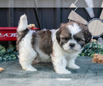 Small #1 Shih Tzu
