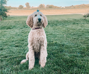 Mother of the Golden Mountain Doodle  puppies born on 07/11/2025