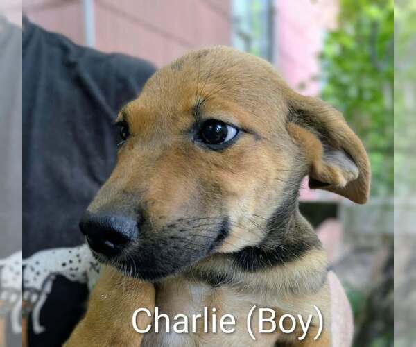 Medium Photo #2 Retriever -Unknown Mix Puppy For Sale in Aurora, IN, USA