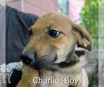 Small #1 Retriever  Mix