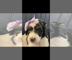 Bernedoodle Puppy for sale in CLIMAX, NC, USA