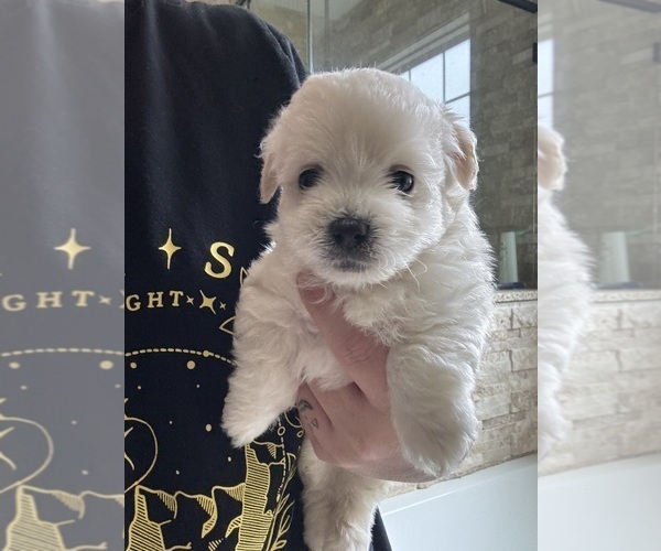 Medium Photo #1 Maltipom Puppy For Sale in CONWAY, SC, USA