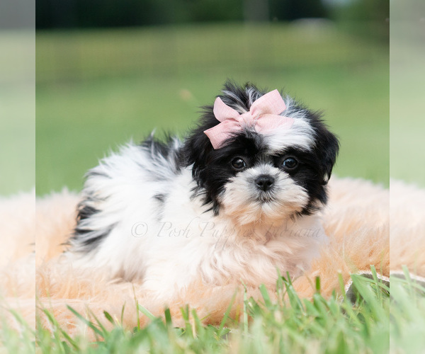 Medium Photo #5 Shih Tzu Puppy For Sale in WARSAW, IN, USA
