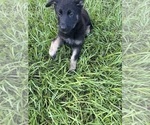 Small #2 German Shepherd Dog