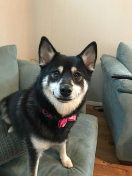 Medium Photo #1 Pomsky Puppy For Sale in MADISON, WI, USA