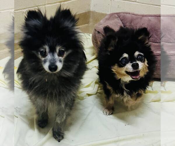 Medium Photo #3 Pomeranian Puppy For Sale in Lebanon, PA, USA