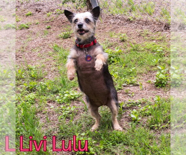 Medium Photo #12 Mutt Puppy For Sale in San Antonio, TX, USA